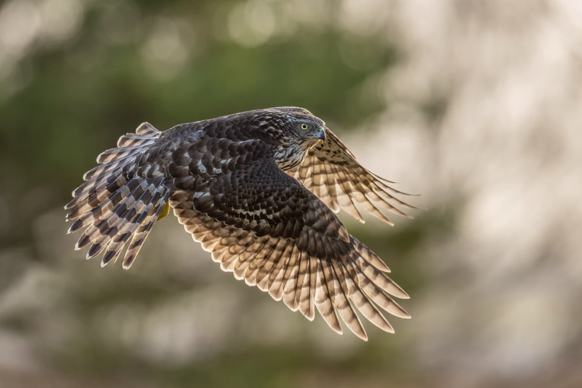 Young goshawk in backlight flight