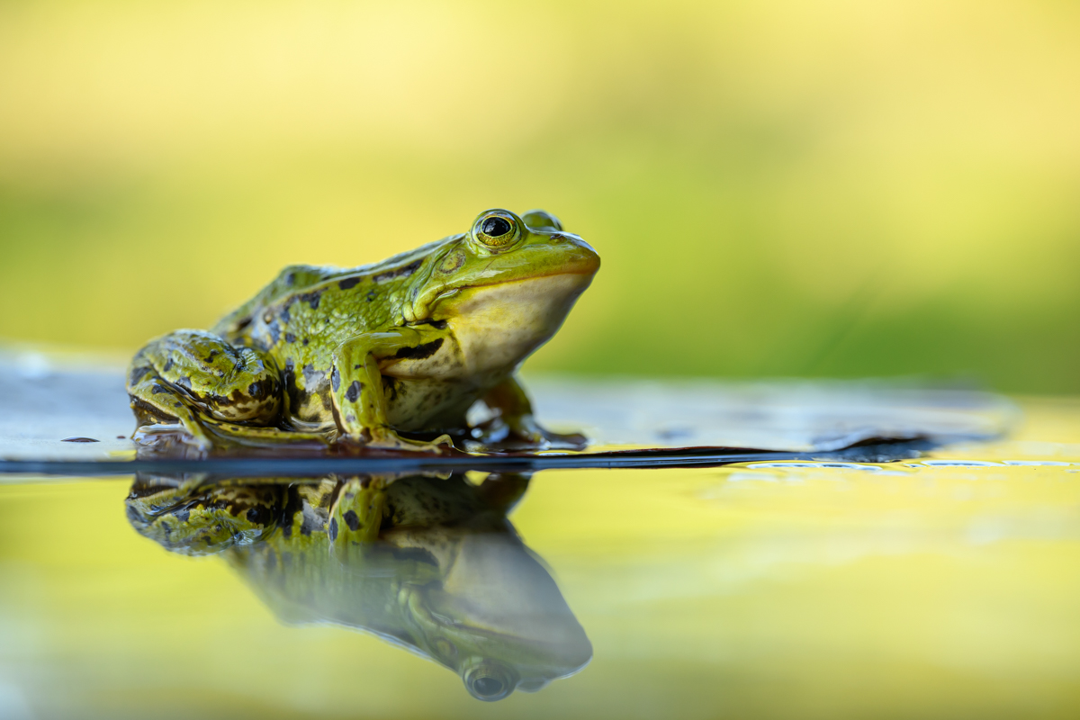 Green frog on a water lily leaf