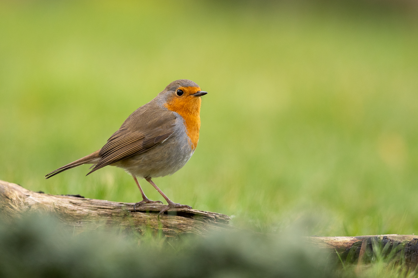 Red robin on log in grass
