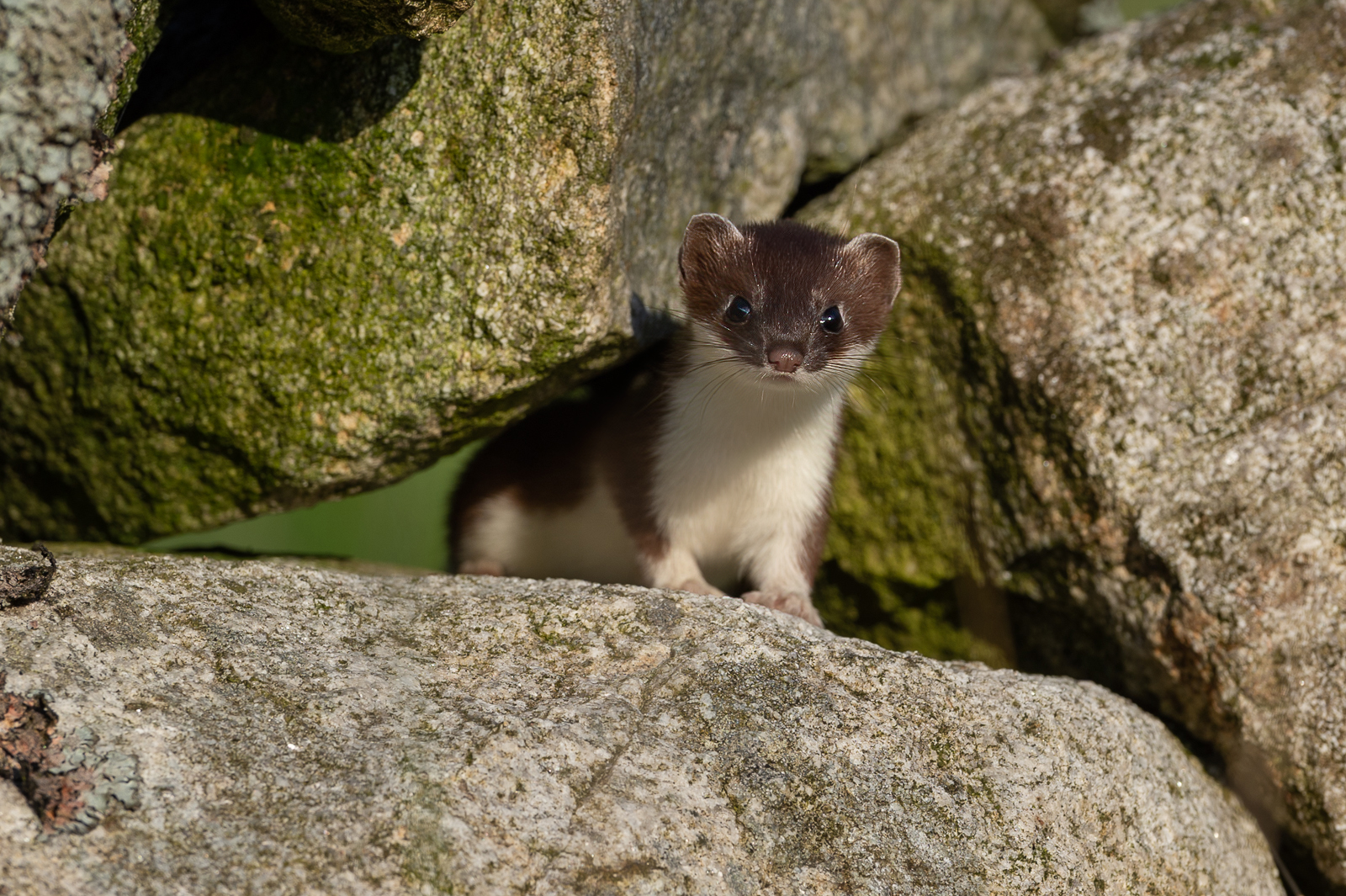 Stoat in the stone wall