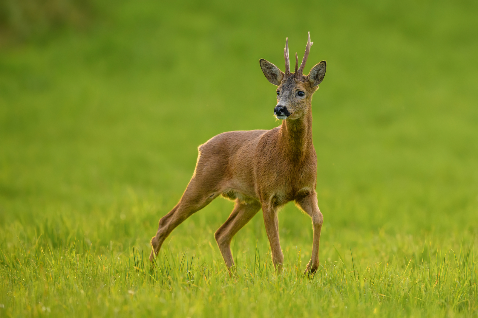 The roe deer buck on an evening walk
