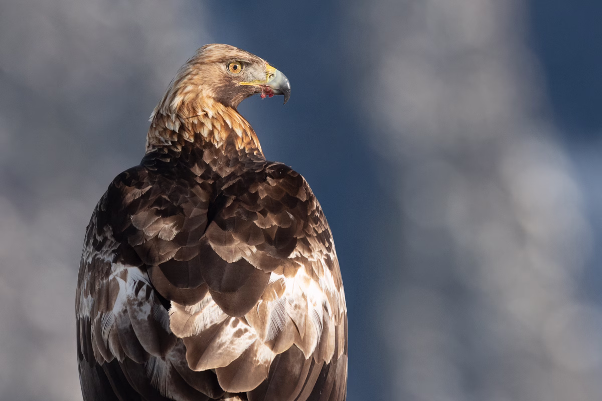 Portrait of the Golden Eagle