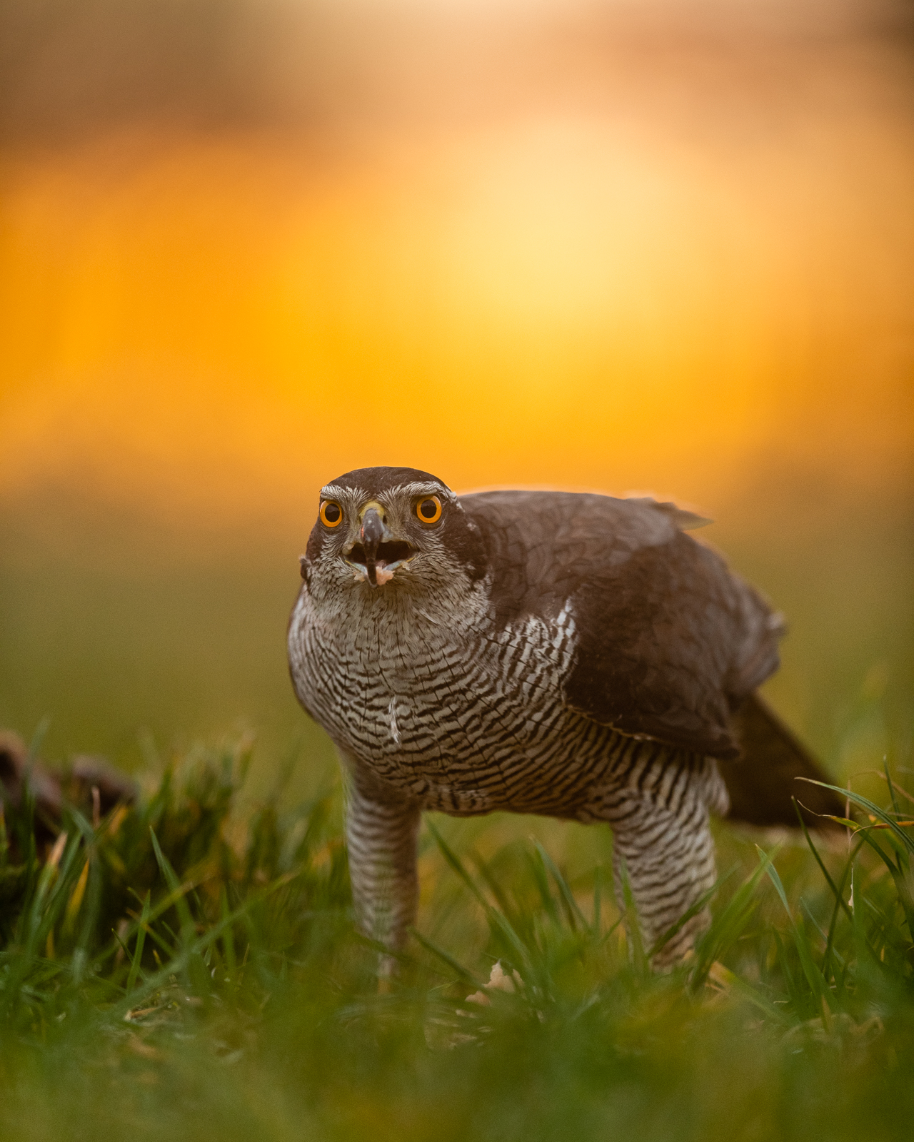 Goshawk in morning light