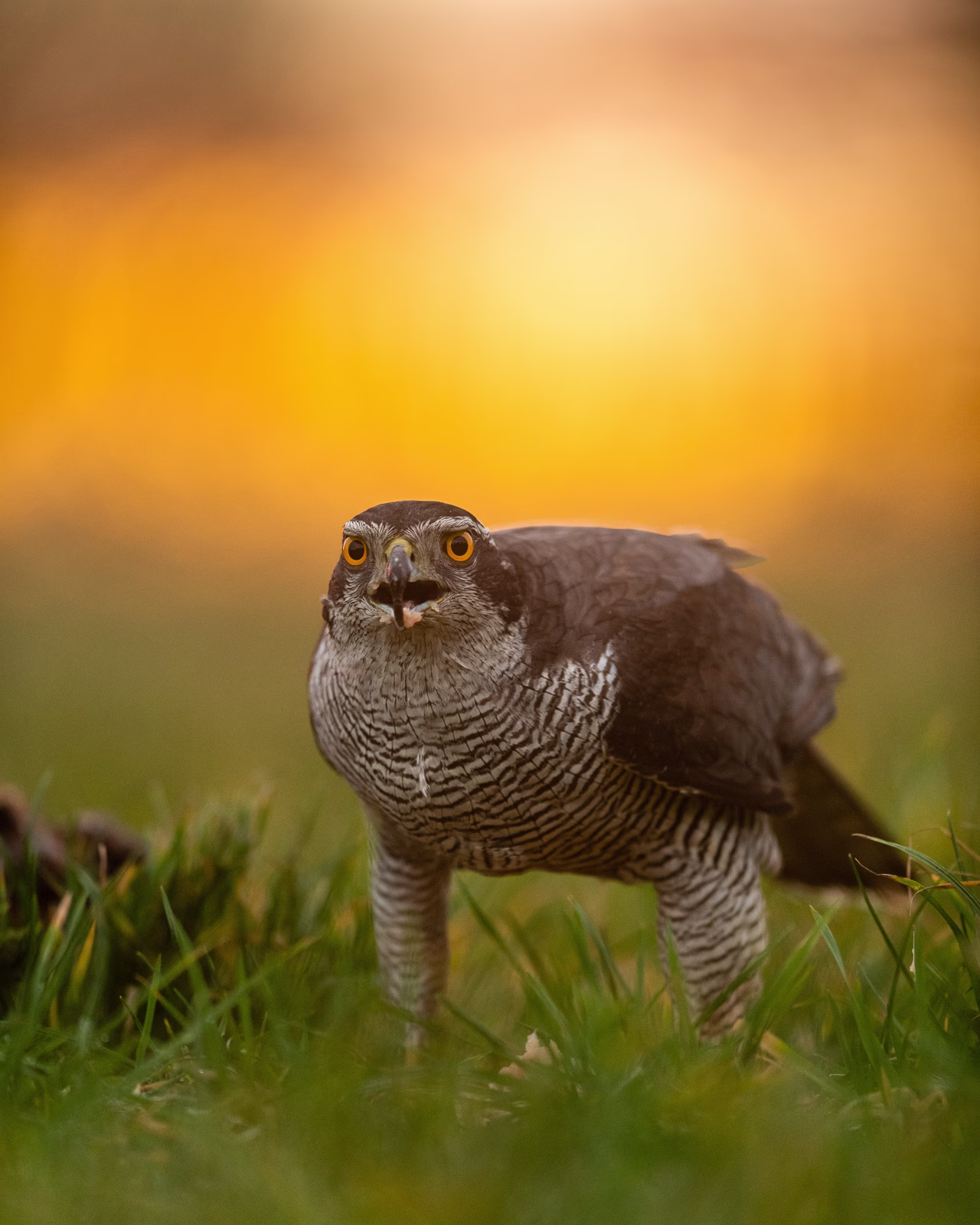 Goshawk in morning light