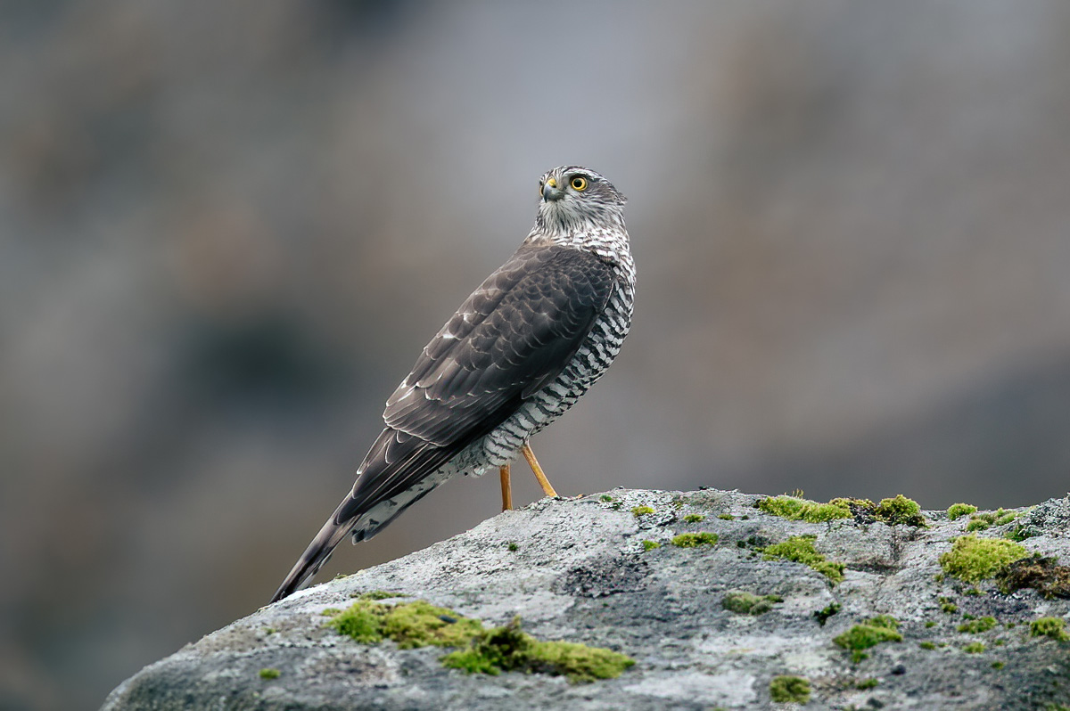 Sparrowhawk on boulder