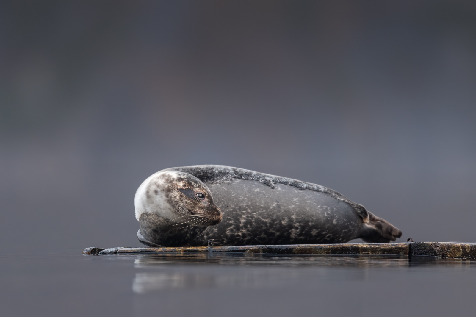 Harbour seal on dock
