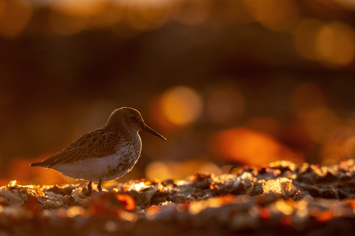 Dunlin at sunset