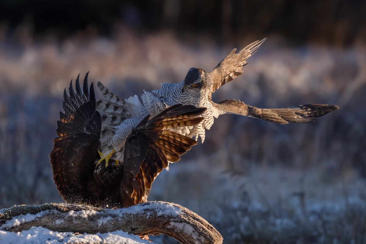 Goshawk with a firm grip of the common buzzard