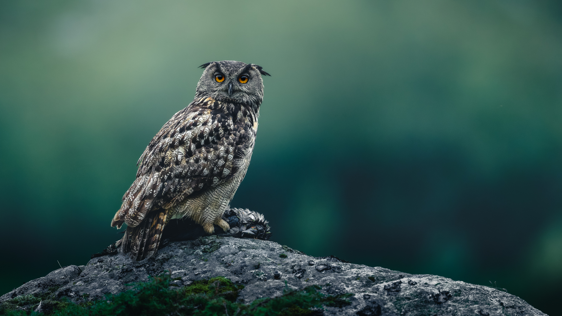 Eagle owl with prey