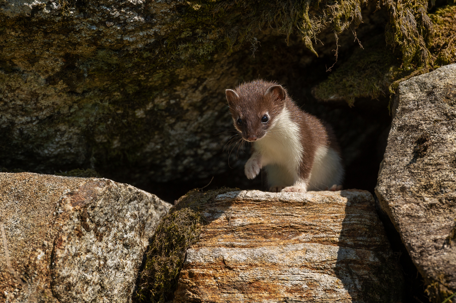 Stoat goes exploring
