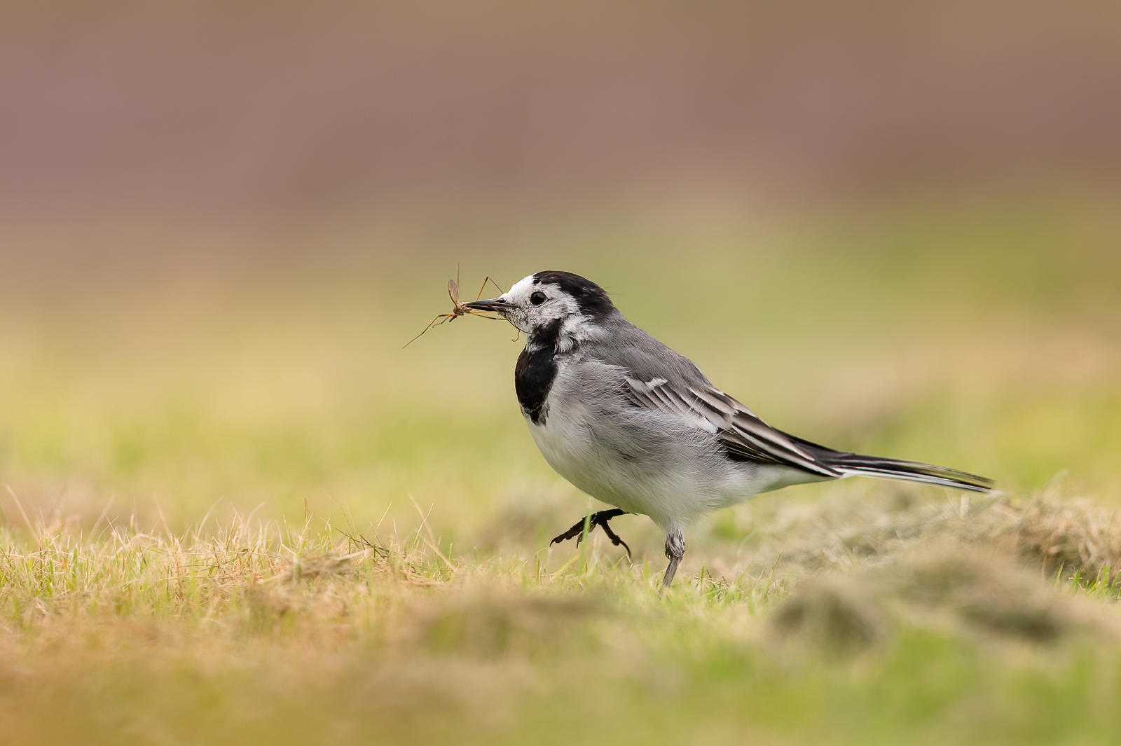 White wagtail with daddy long legs