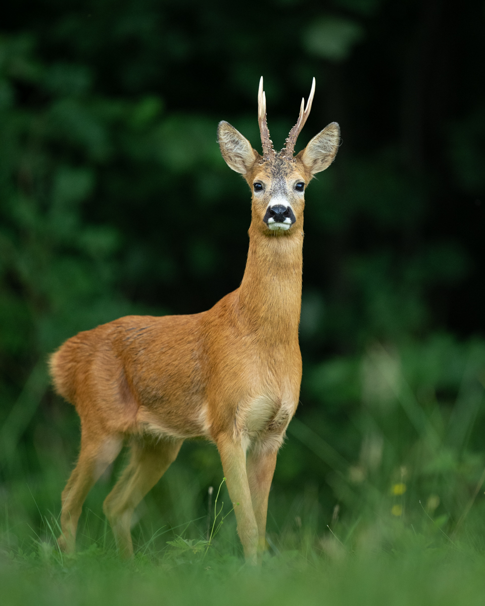 Roe deer buck in the field