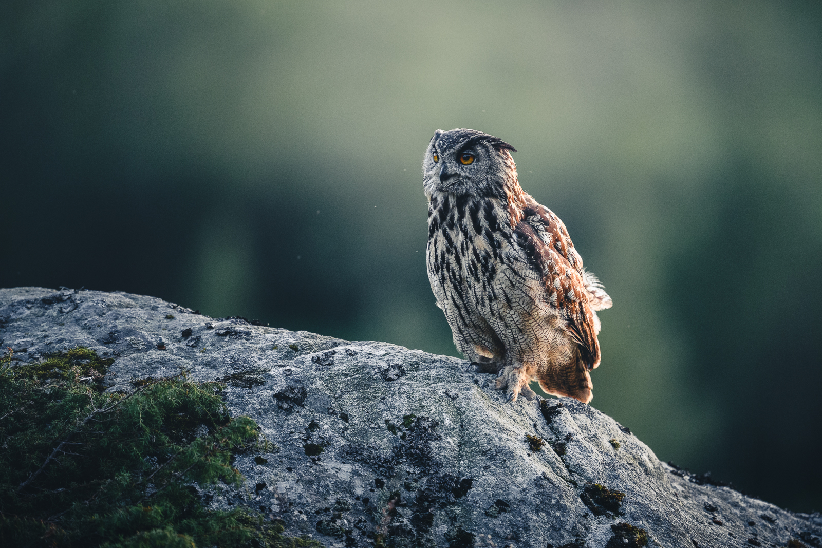 Eagle owl walking on the rock at night