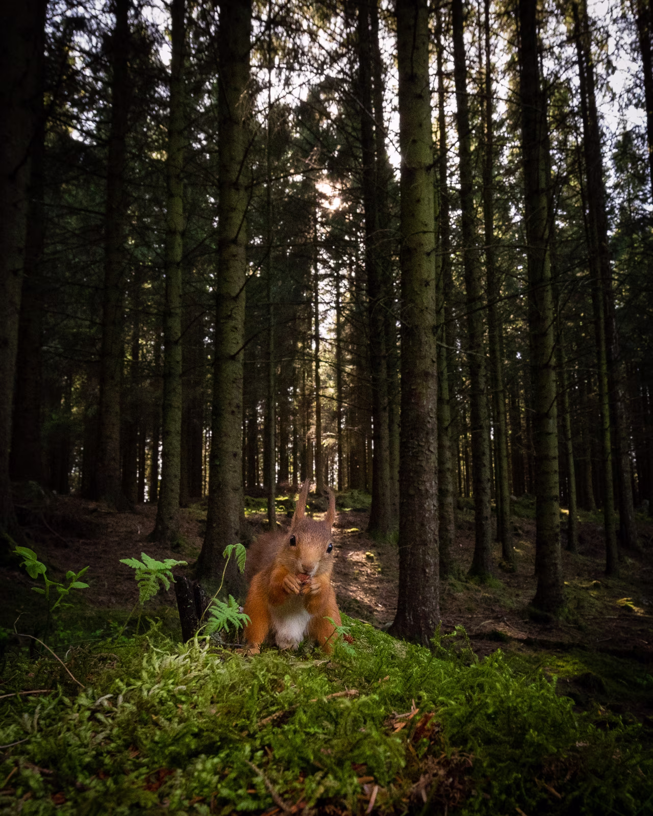 Small squirrel in a big forest