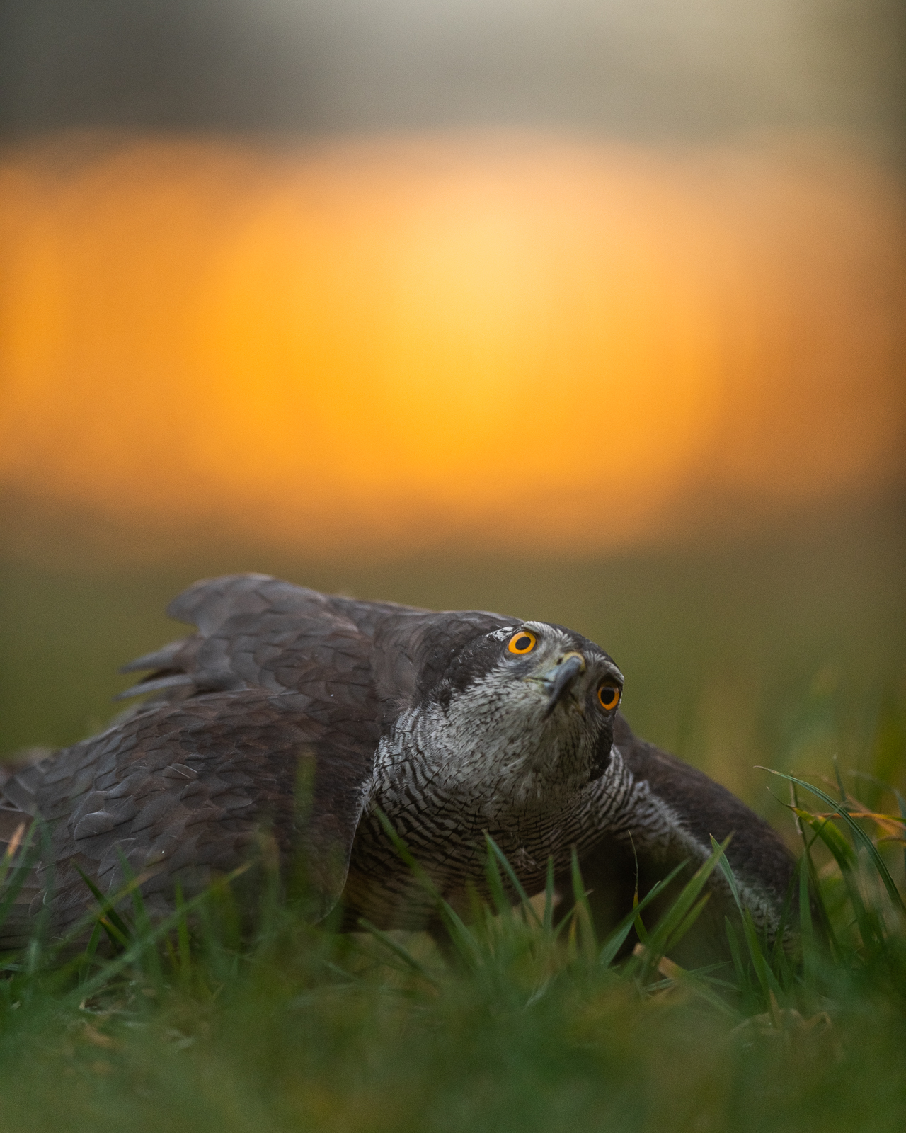 Goshawk protecting the food