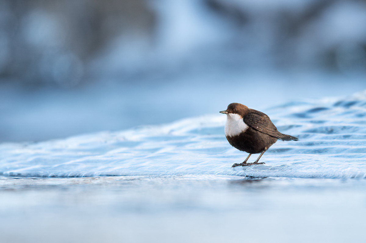 White-throated dipper in the last sunlight