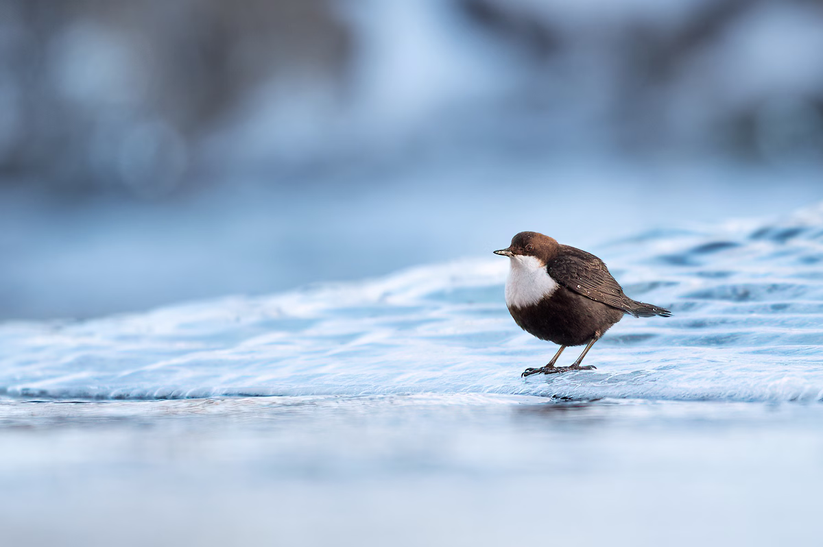White-throated dipper in the last sunlight