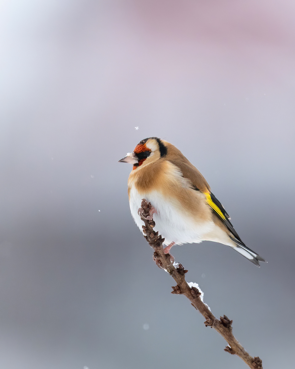 Goldfinch in light snowfall