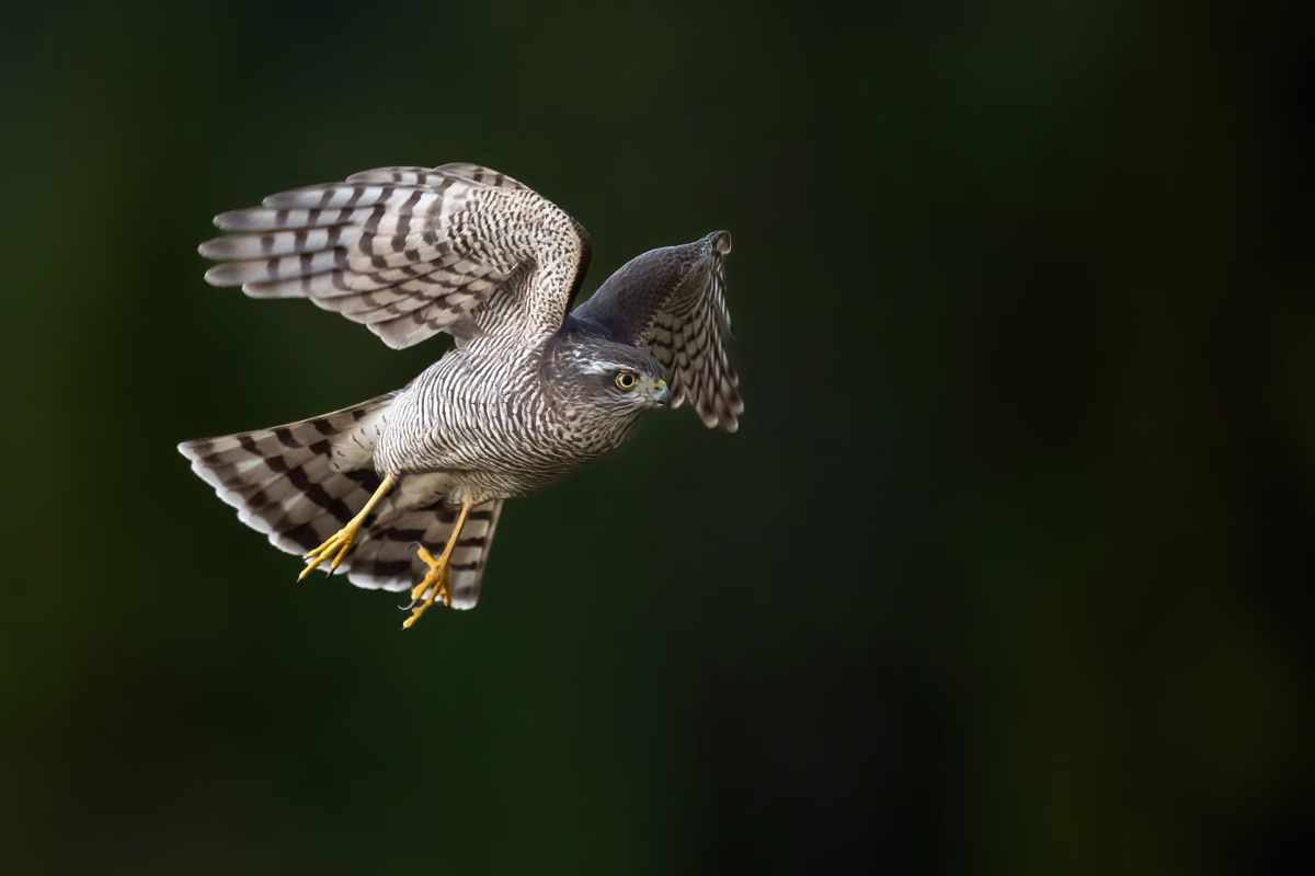 Sparrowhawk flying by