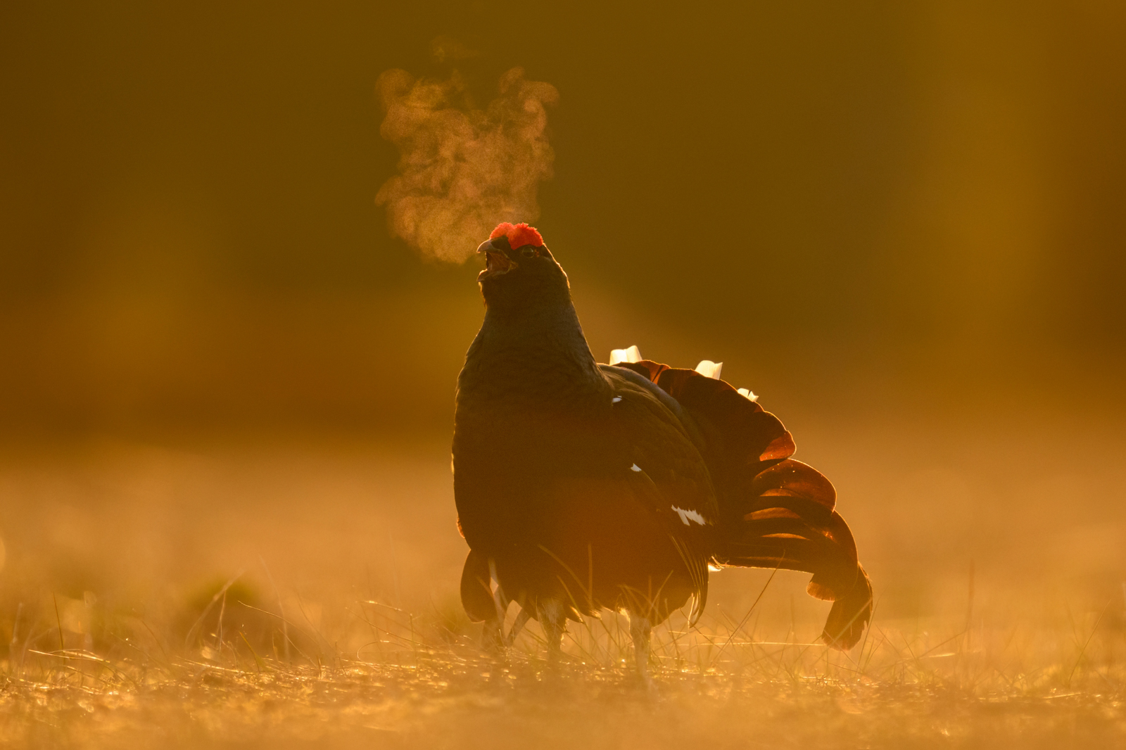 Black grouse calling out at sunrise