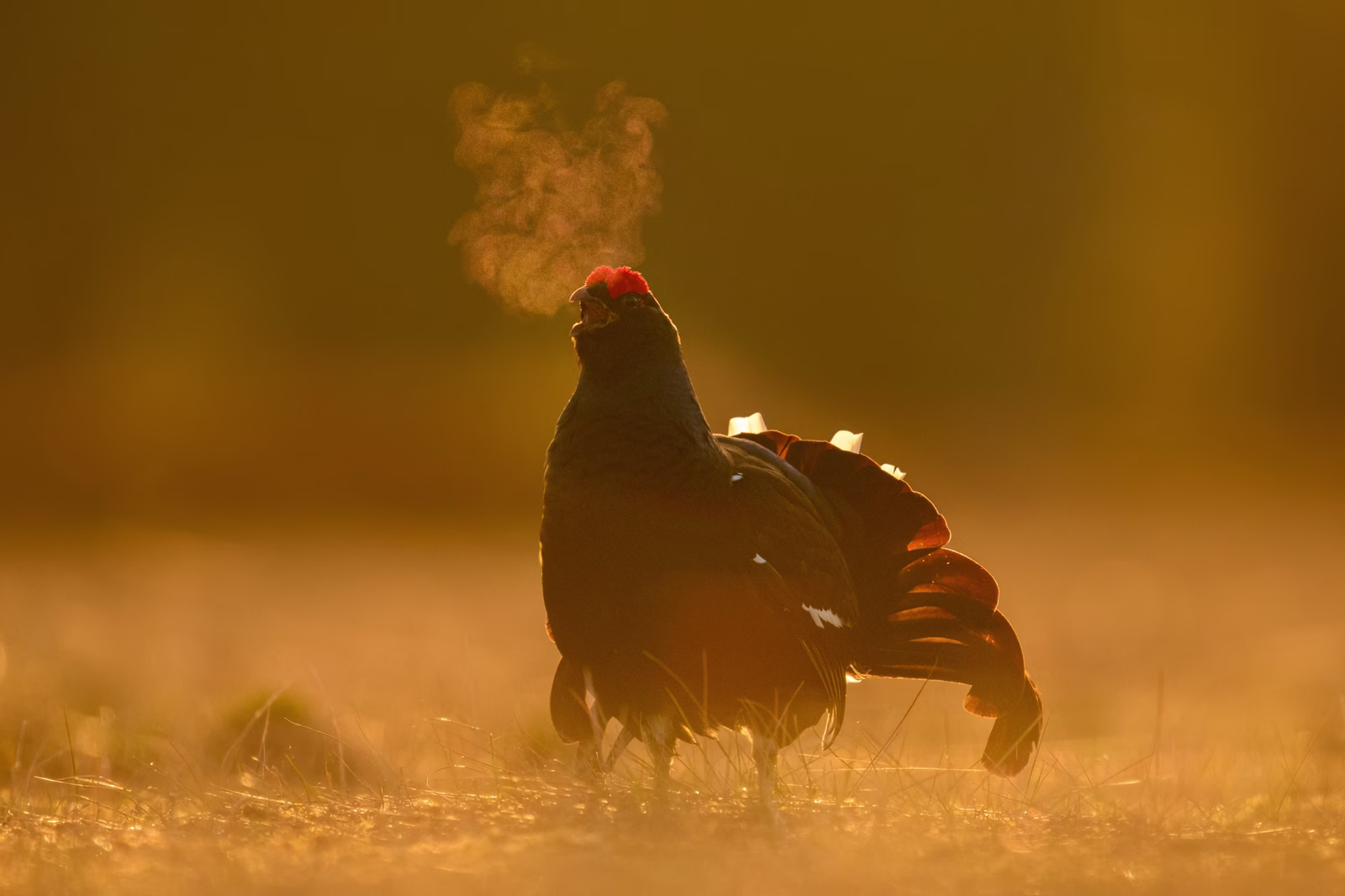 Black grouse calling out at sunrise