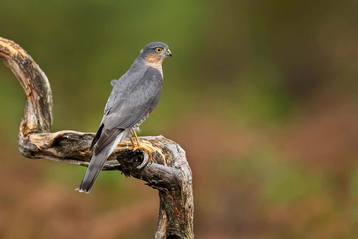 Portrait of the male sparrowhawk
