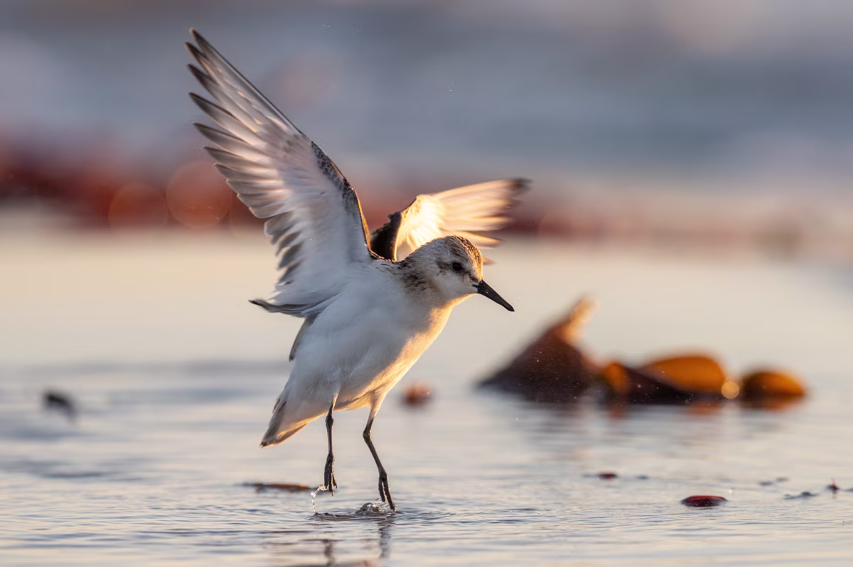 Sanderling in soft evening light