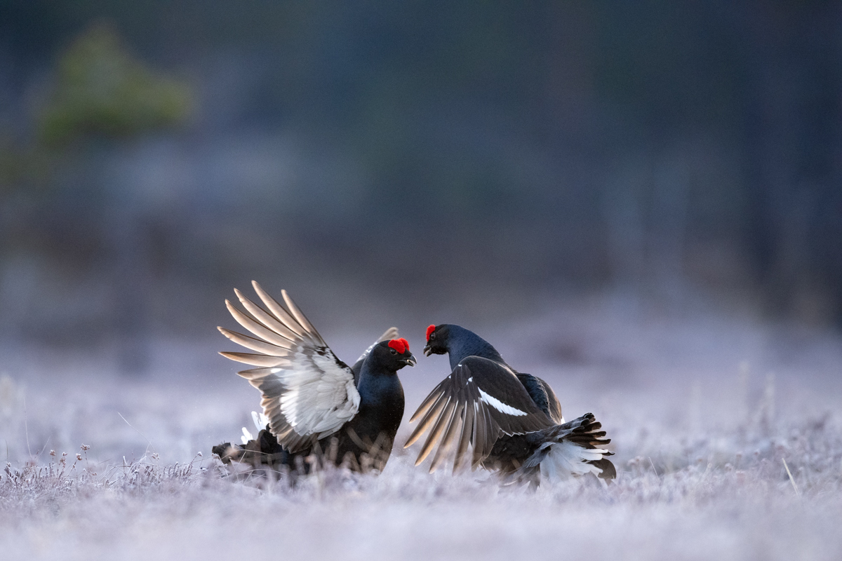 Black grouse in battle