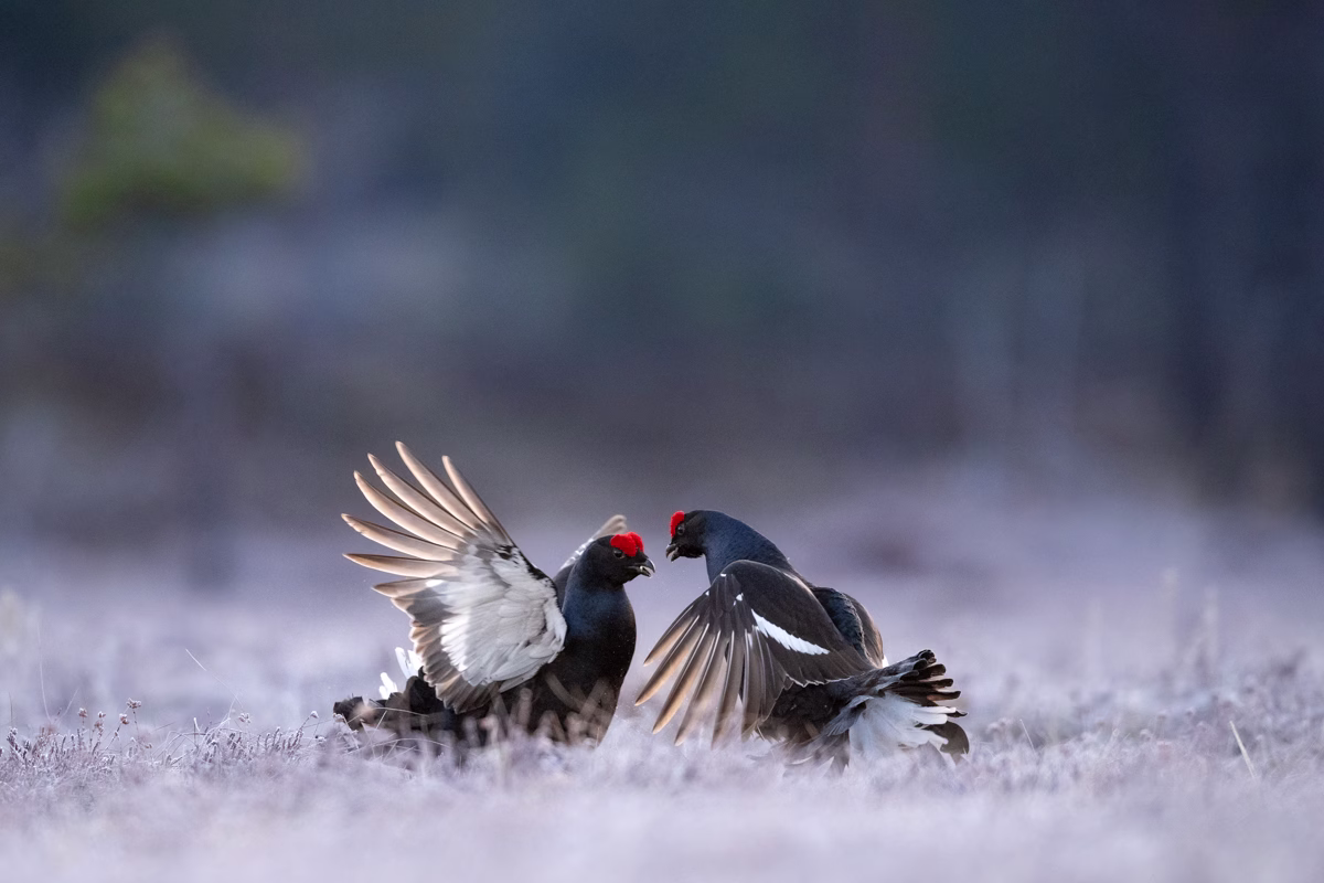Black grouse in battle