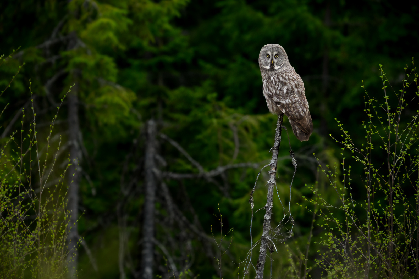 The great grey owl scouting over the forest