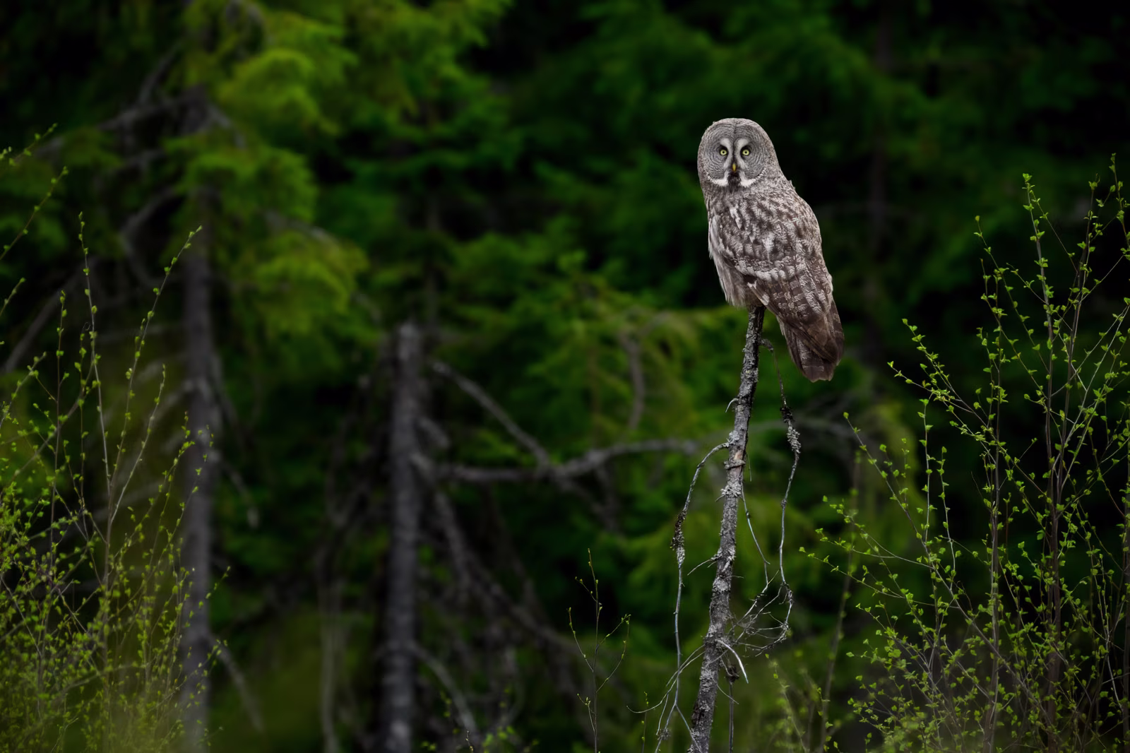 The great grey owl scouting over the forest