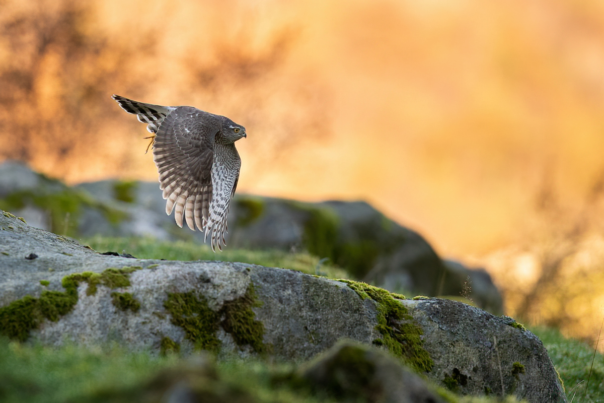 Sparrowhawk on a chase