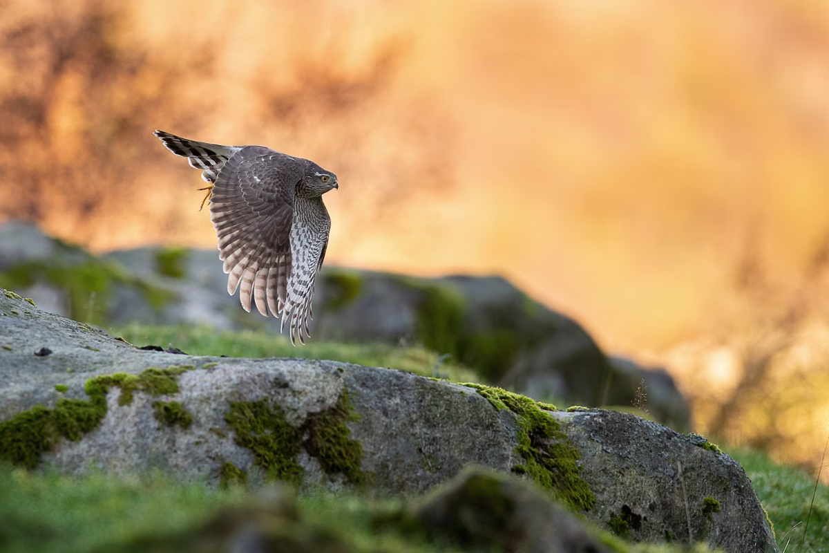 Sparrowhawk on a chase