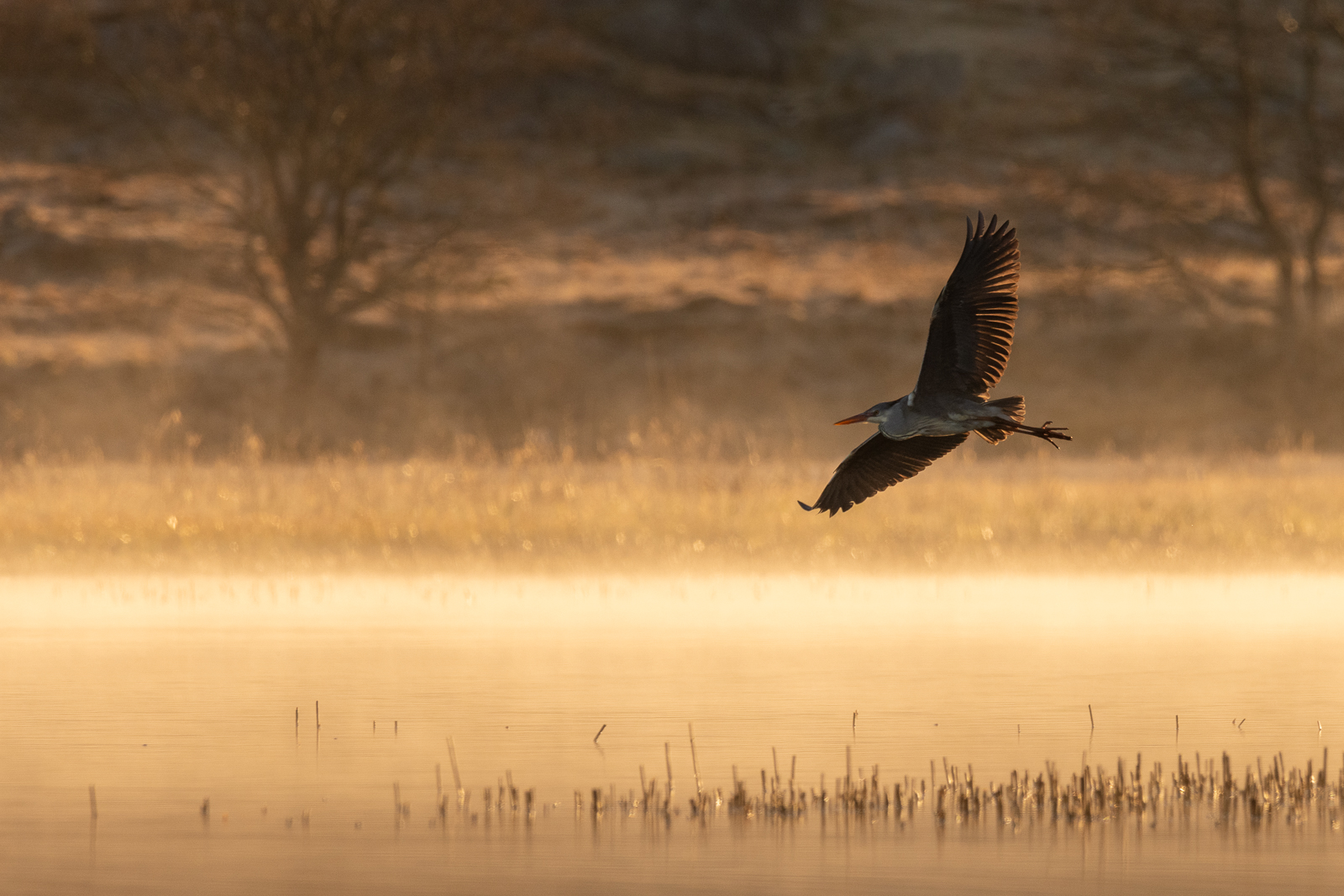 Grey heron in sunrise