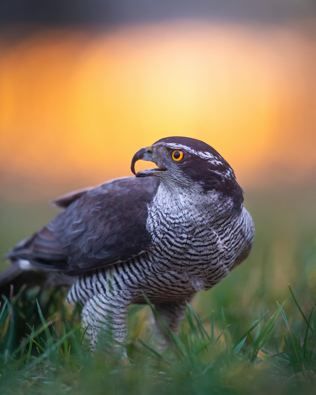 Goshawk in morning light