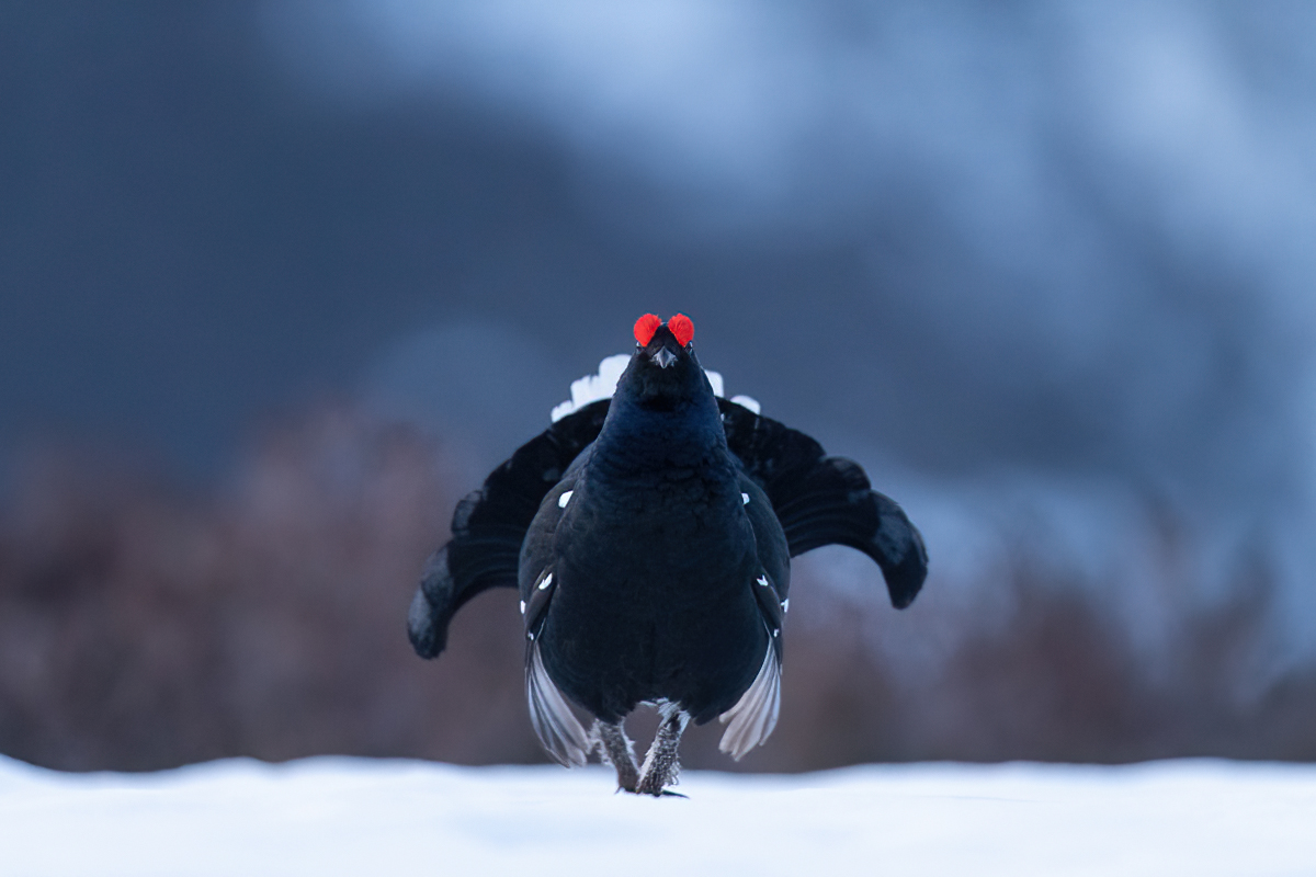 Black grouse in the snowy mountains