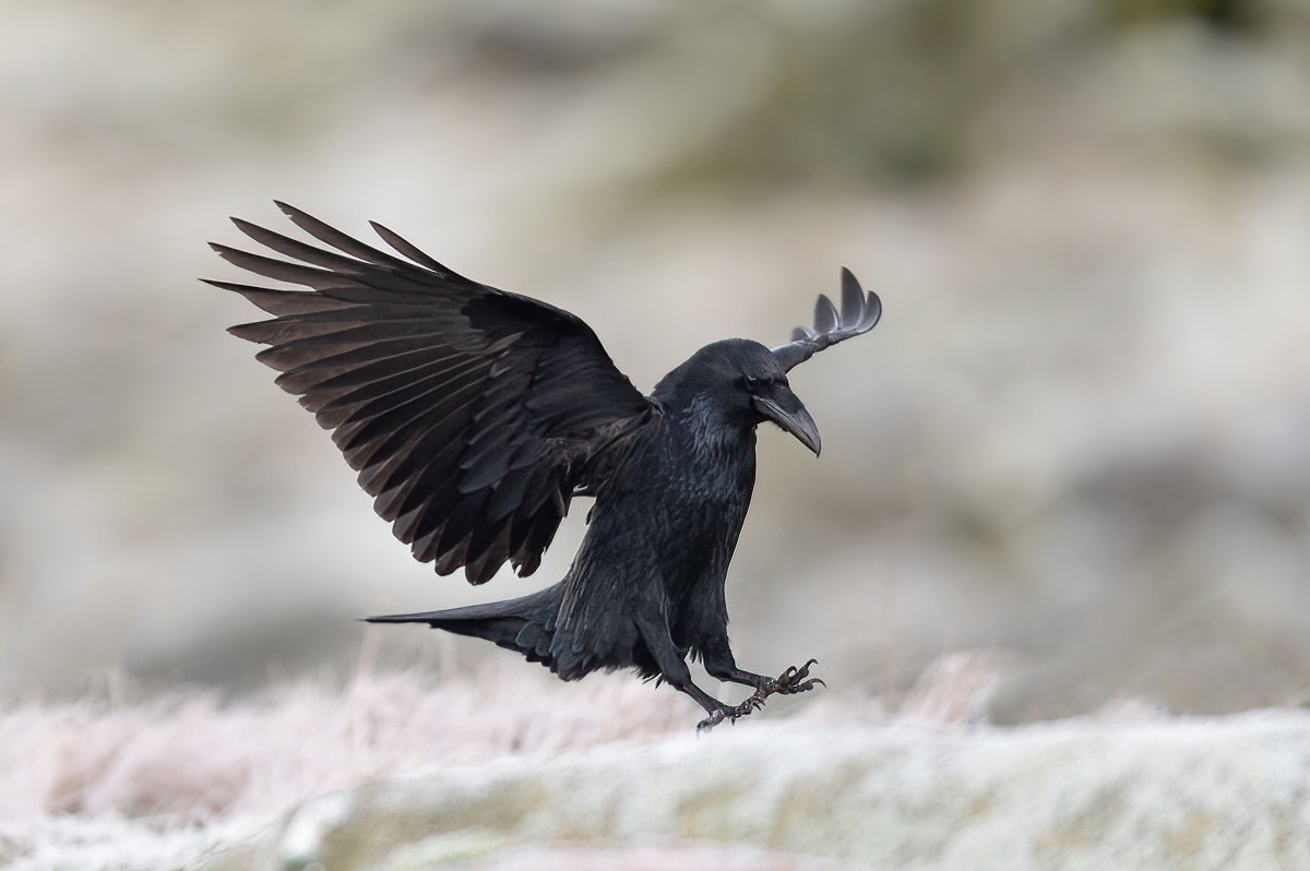 Raven in for landing