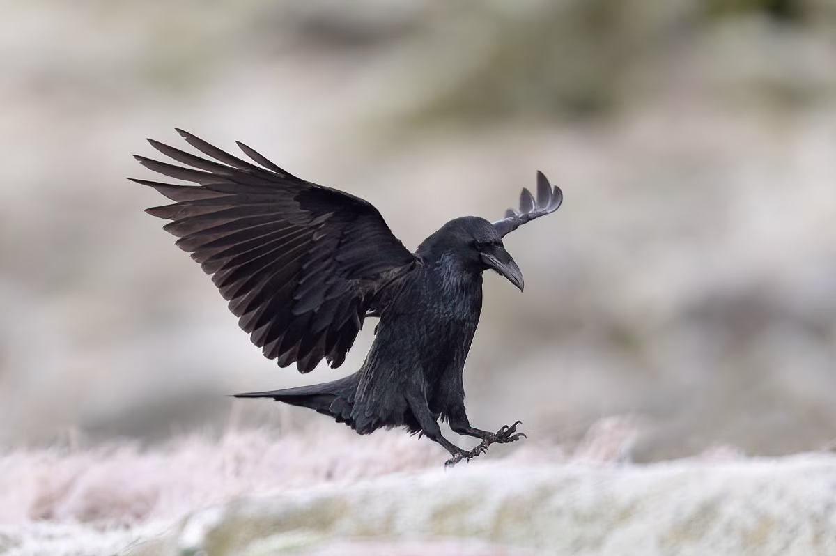 Raven in for landing