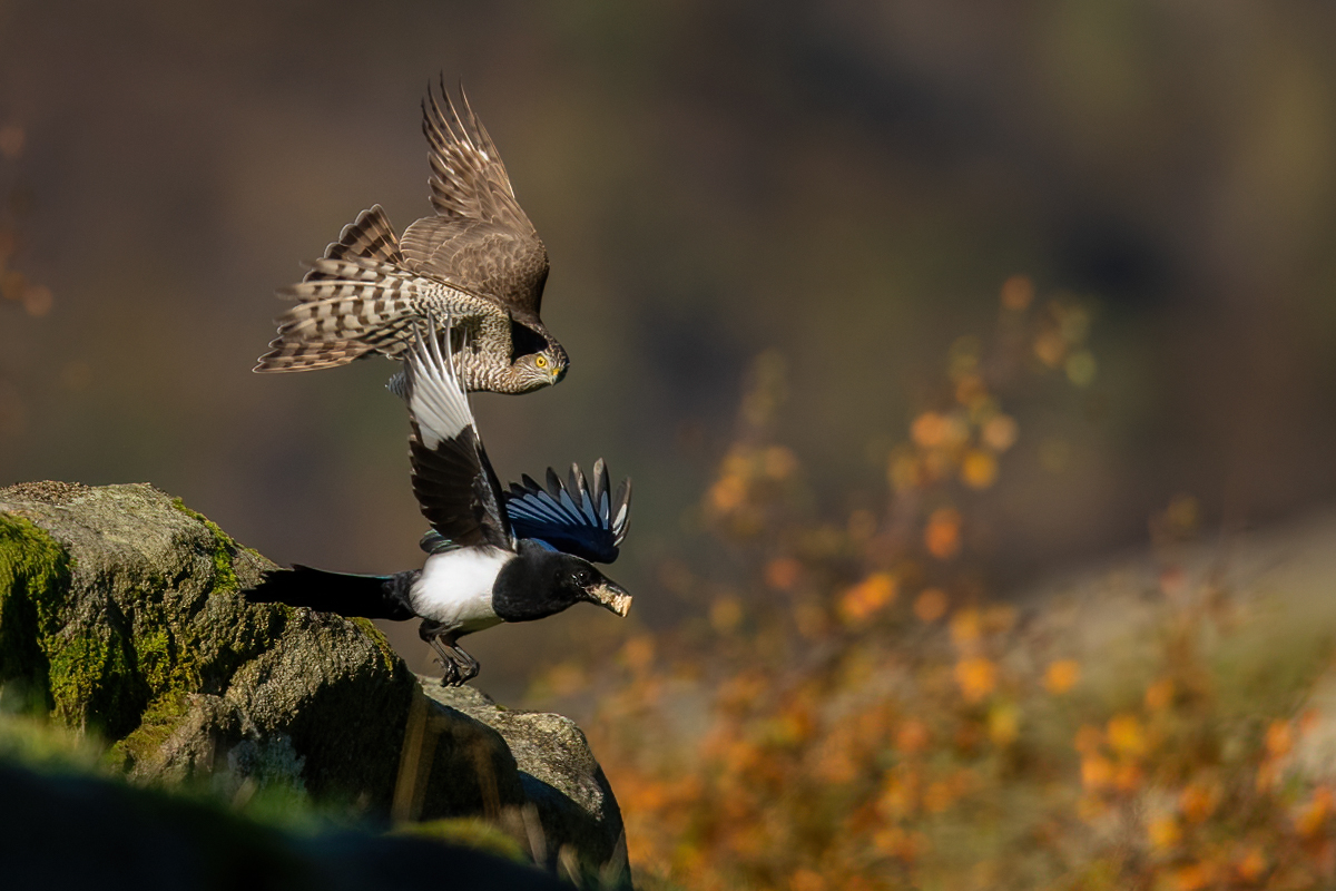 Magpie running away from the sparrowhawk