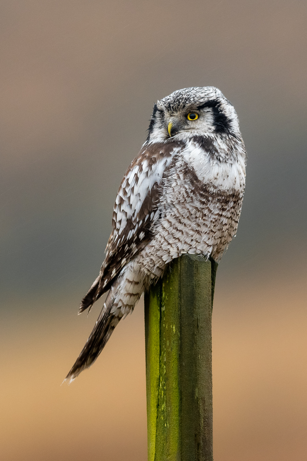 Northern hawk owl on post
