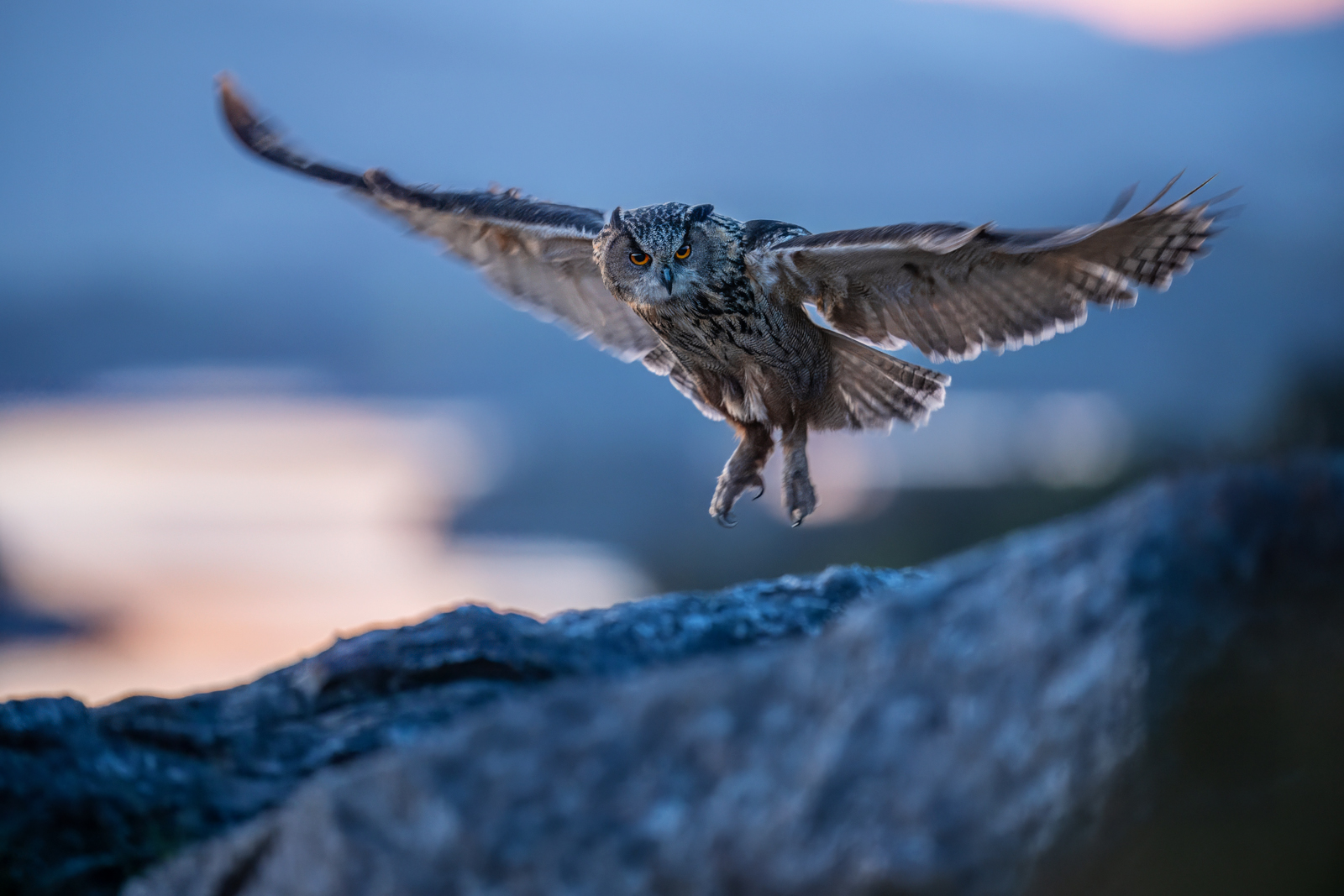The eagle owl landing in the first morning light