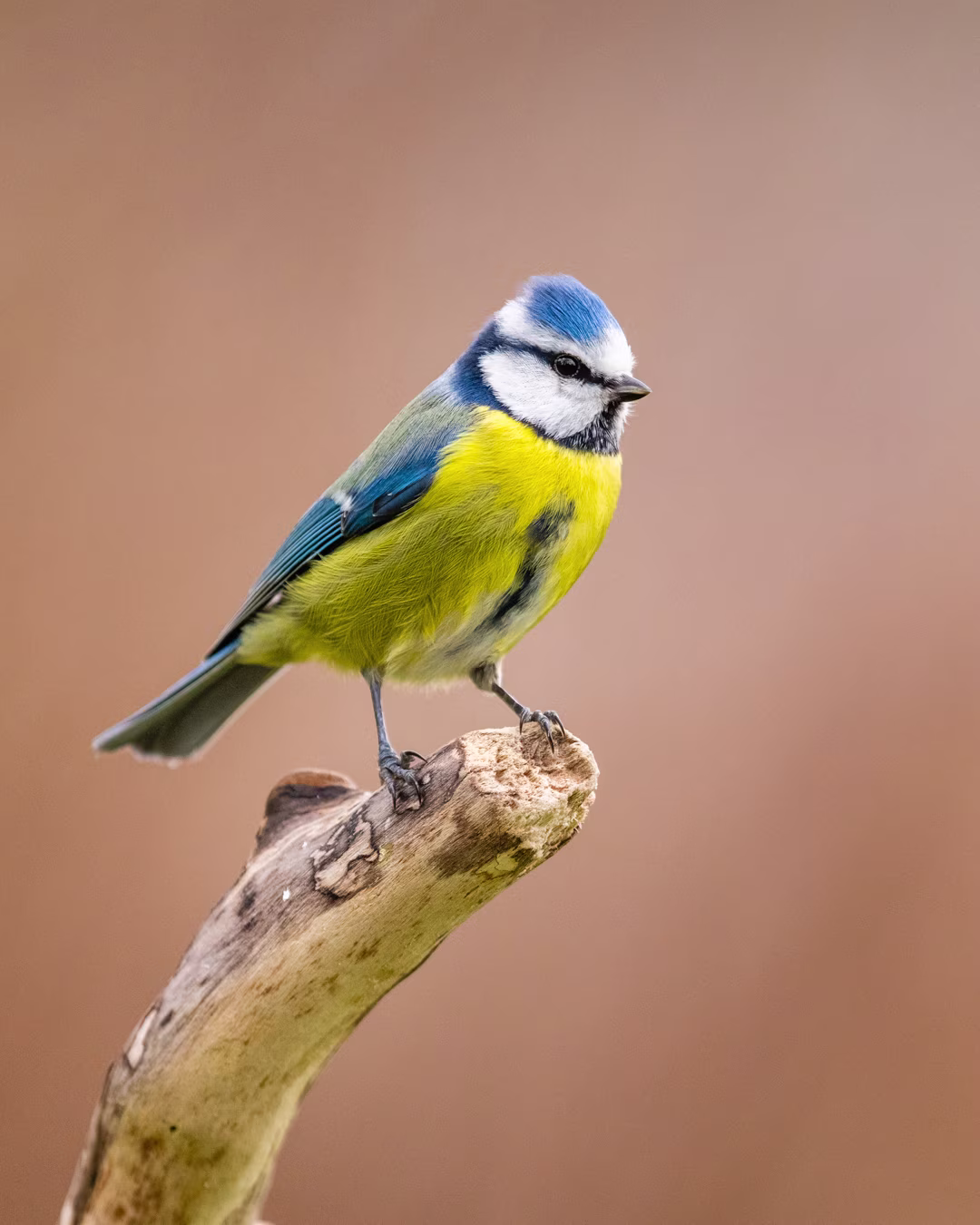 Blue tit on branch