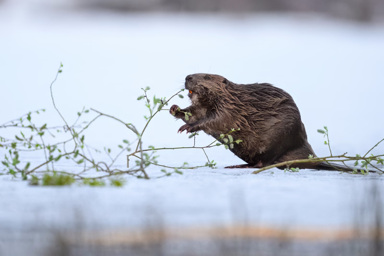 The beaver reaching for fresh tree buds