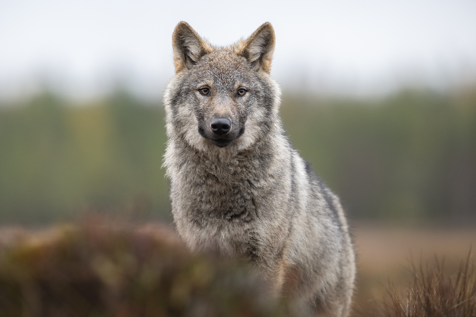 Portrait of the grey wolf pup