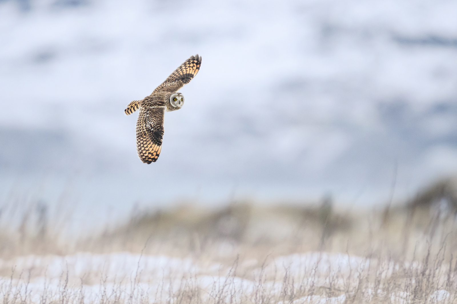 Short-eared owl over the snow covered field