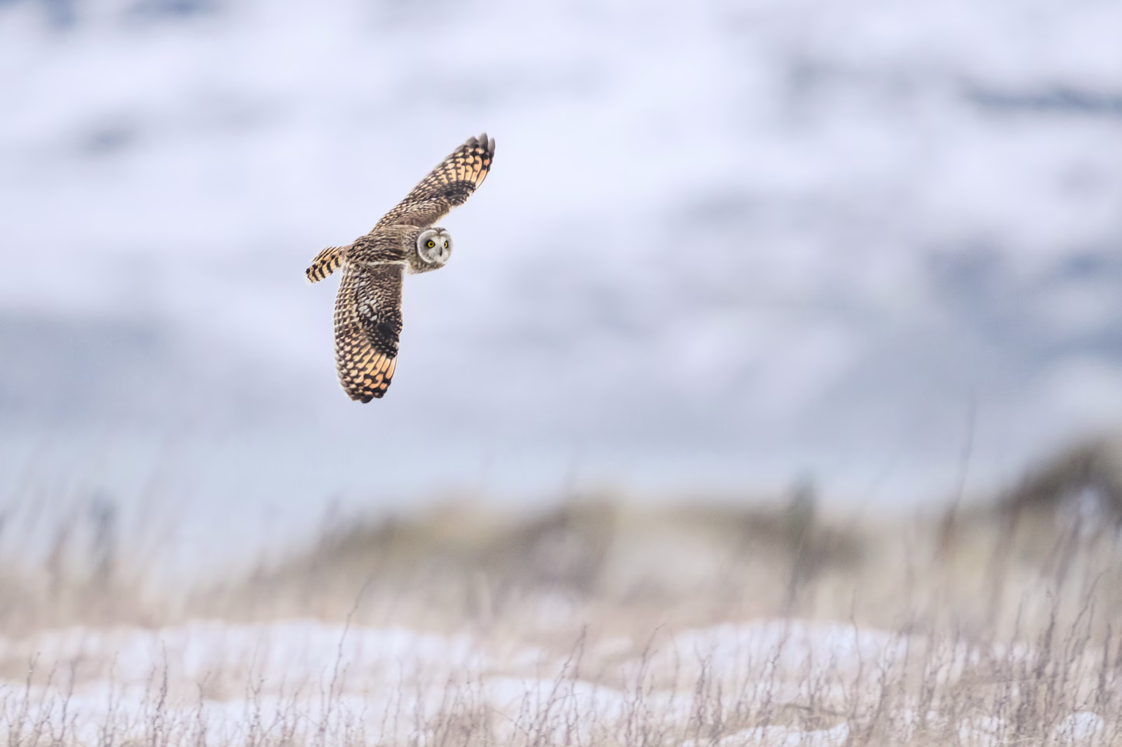 Short-eared owl over the snow covered field