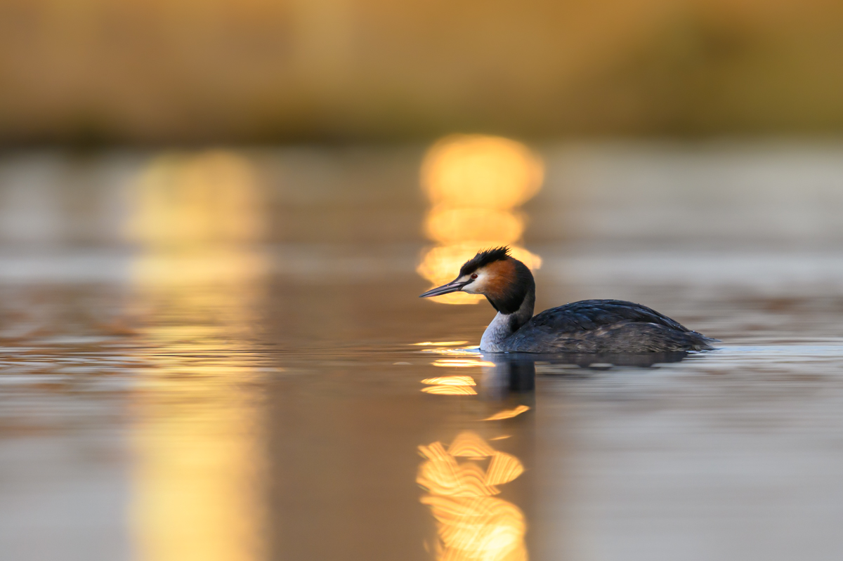 Great crested grebe in city light reflection