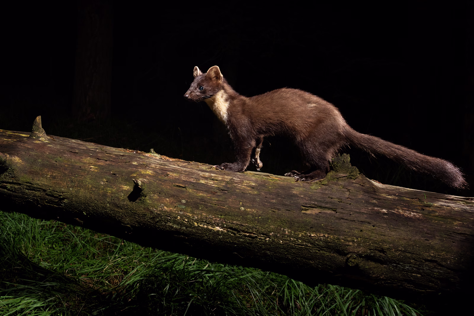 Pine marten walks on log