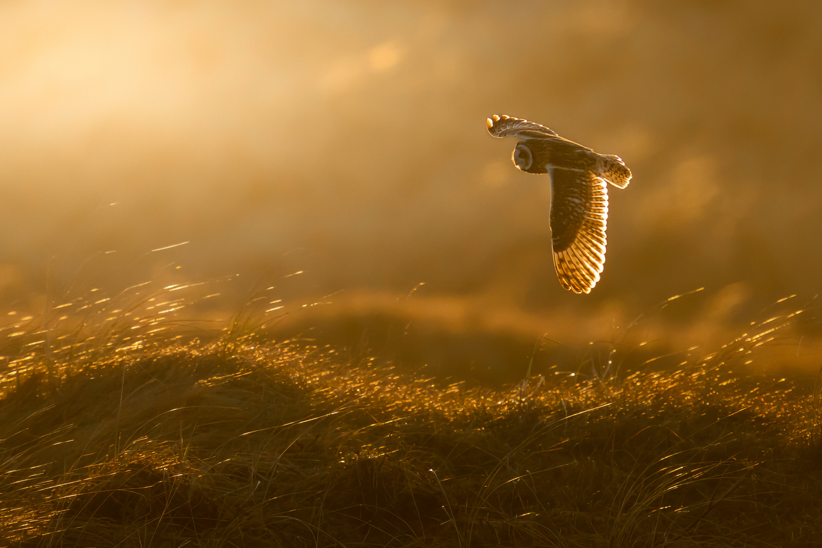 Short-eared owl over the golden marshland