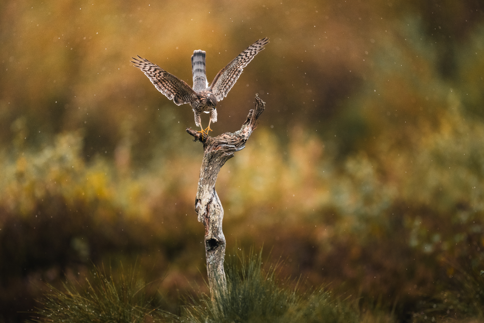 Sparrowhawk in full stretch